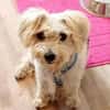 Leo 1-2 Jahre Bichon pudel mix ca 35 cm