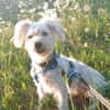 Leo 1-2 Jahre Bichon pudel mix ca 35 cm