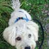Leo 1-2 Jahre Bichon pudel mix ca 35 cm