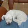 Tristan, Senior sucht Residenz