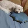 Tristan, Senior sucht Residenz