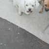 Tristan, Senior sucht Residenz