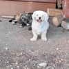 Tristan, Senior sucht Residenz