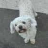 Tristan, Senior sucht Residenz
