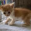 TOUTI