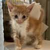 TOUTI