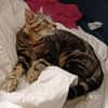 Filou
