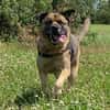 Baloo