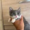 CLEO