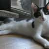Alfie