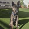 LUQUE (Union animal )