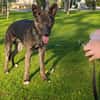 LUQUE (Union animal )