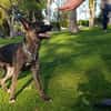 LUQUE (Union animal )