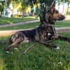 LUQUE (Union animal )