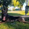 LUQUE (Union animal )