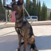 LUQUE (Union animal )