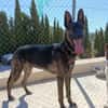 LUQUE (Union animal )