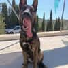 LUQUE (Union animal )