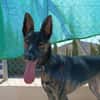 LUQUE (Union animal )