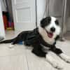 BRUMA (union animal)