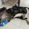 BRUMA (union animal)