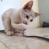 Bito