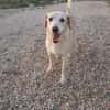 ROCO (Martina)