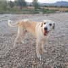 ROCO (Martina)