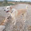 ROCO (Martina)