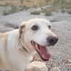 ROCO (Martina)