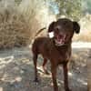 TENDER (union animal)