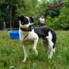 Rollo