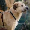 Wonneproppen Lapo sucht Zuhause