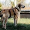 Wonneproppen Lapo sucht Zuhause