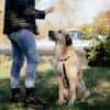 Wonneproppen Lapo sucht Zuhause