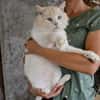 Traumkater Arturo sucht Zuhause