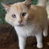 Traumkater Arturo sucht Zuhause