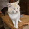 Traumkater Arturo sucht Zuhause
