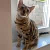 Neues Zuhause für Kisa und Taiga gesucht