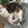 Neues Zuhause für Kisa und Taiga gesucht