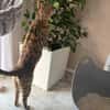 Neues Zuhause für Kisa und Taiga gesucht