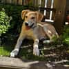 Hundekind sucht Bestplatz