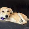 Hundekind sucht Bestplatz