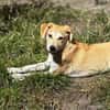 Hundekind sucht Bestplatz