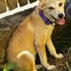 Hundekind sucht Bestplatz