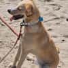 Zara❤ sucht ihr Zuhause