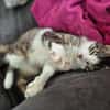 Verschmuste Katze Bibe
