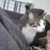 Verschmuste Katze Bibe
