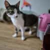 Verschmuste Katze Bibe