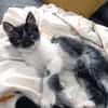 Junger, lieber Kater Leo